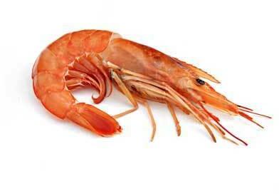 L1. SHRIMP(HEAD ON)