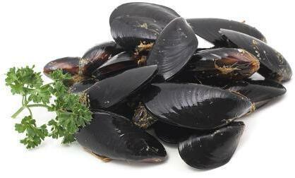 L6. BLACK MUSSEL